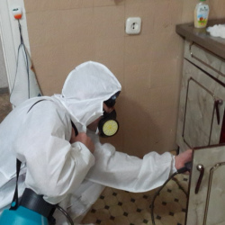 Дезинфекция от муравьев в квартире в Сосновом Бору