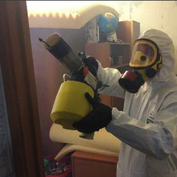 Уничтожение клопов в квартире. Сосновый Бор